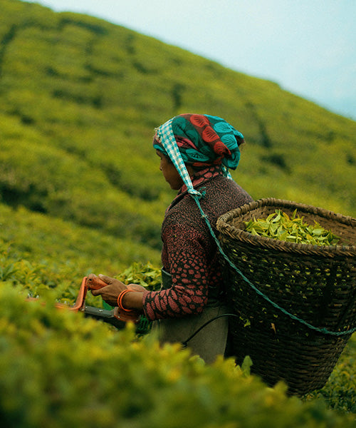 A woman working in a tea garden picking tea leaves